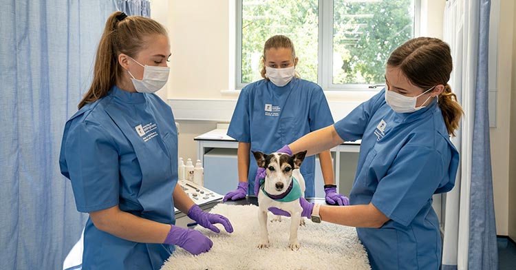 Nottingham vet students back on campus | Vet Times