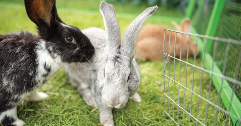 Rabbits outside.