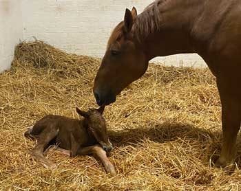 Ruby with the newborn foal.