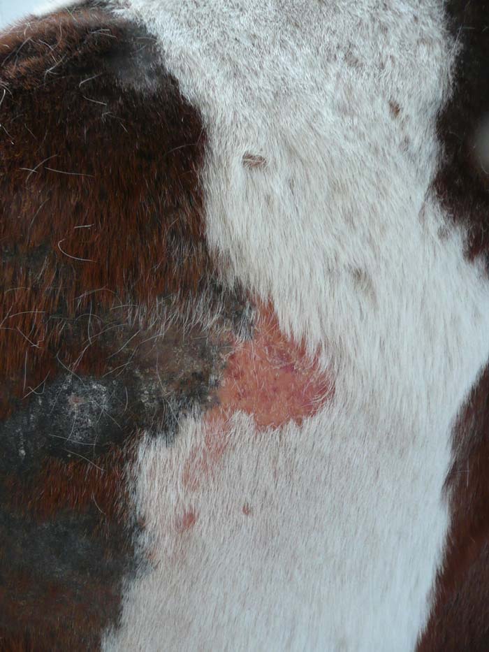 Reduction in anthelmintic use has had an inadvertent impact in other areas, including unmasking more parasitic skin disease.