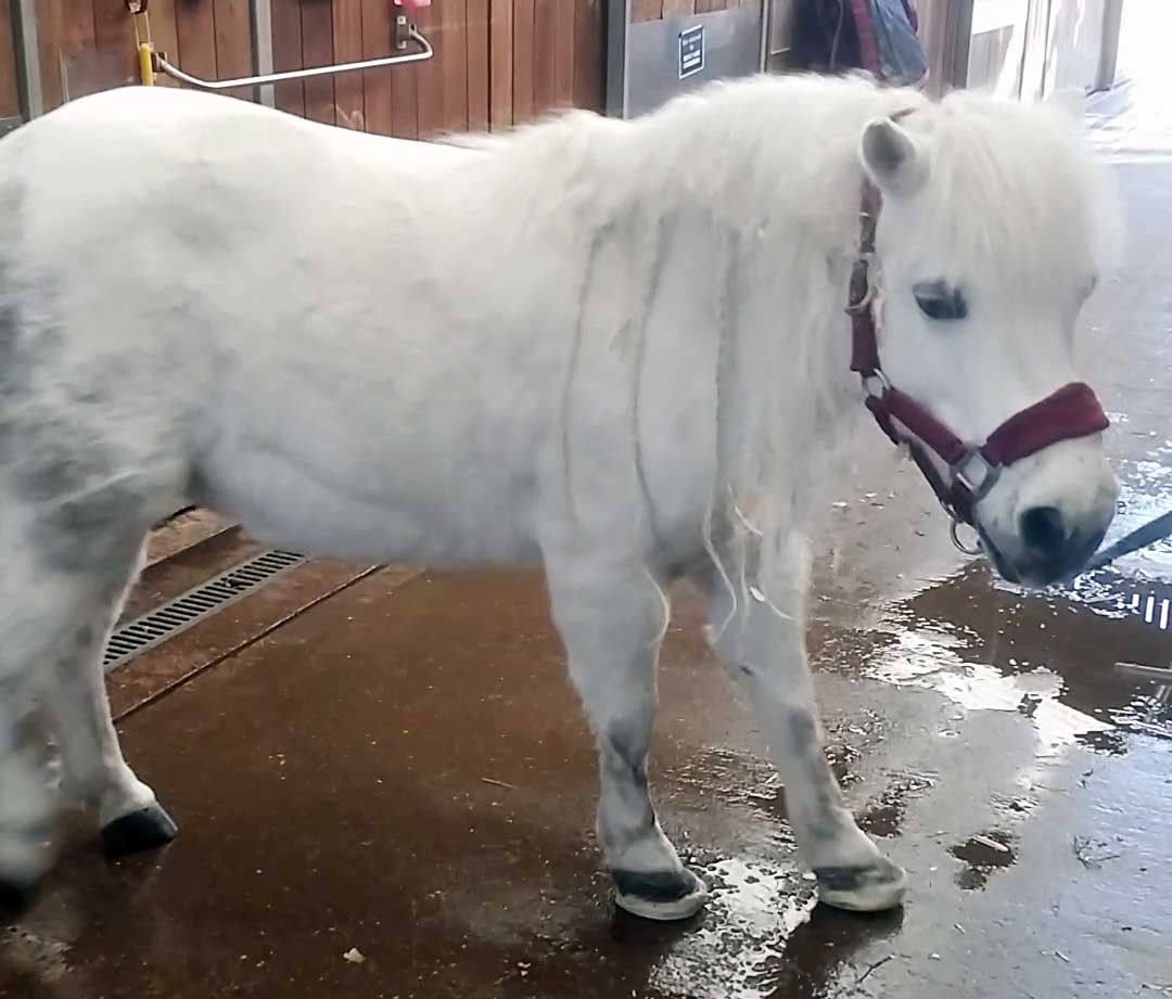 Figure 1. A 12-year-old Welsh pony mare showing the characteristic stance of leaning back on the heels when turning.