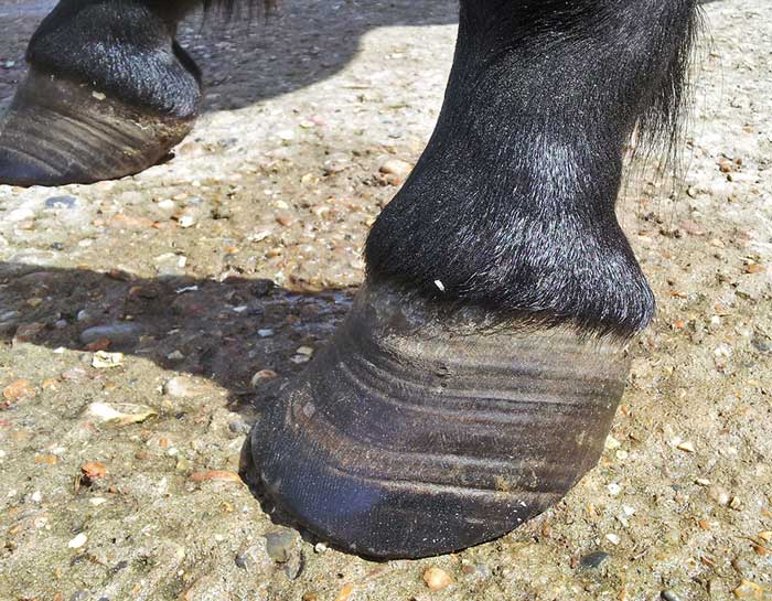 Figure 2. A 16-year-old native breed pony mare with divergent hoof growth rings.