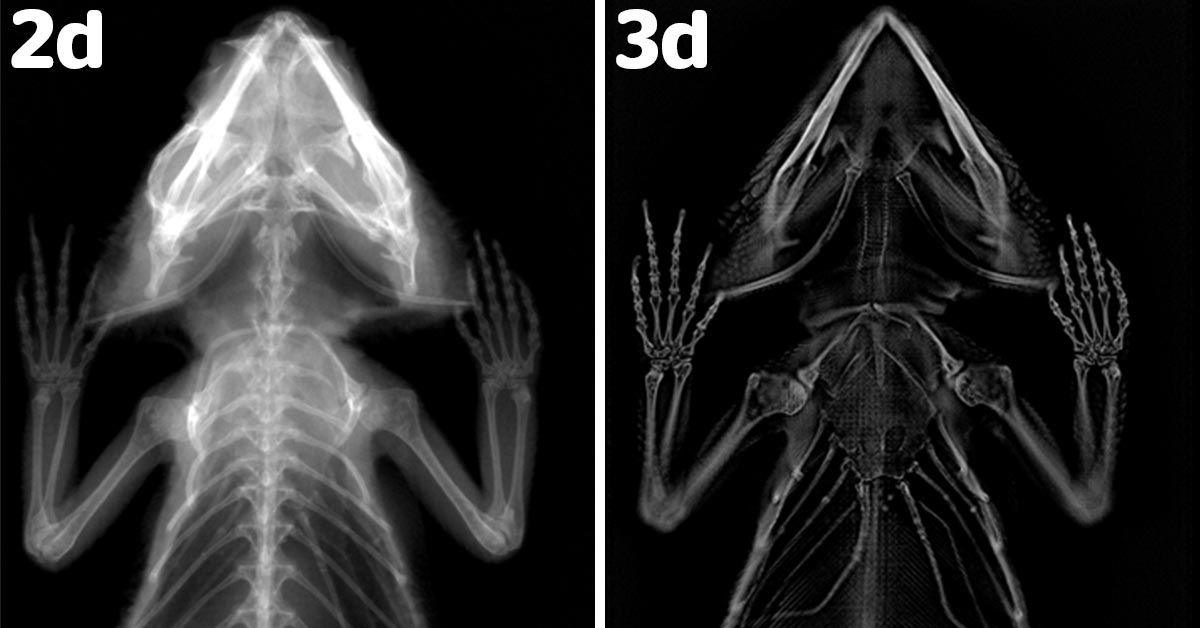 Adaptix Imaging 3D x ray bearded dragon