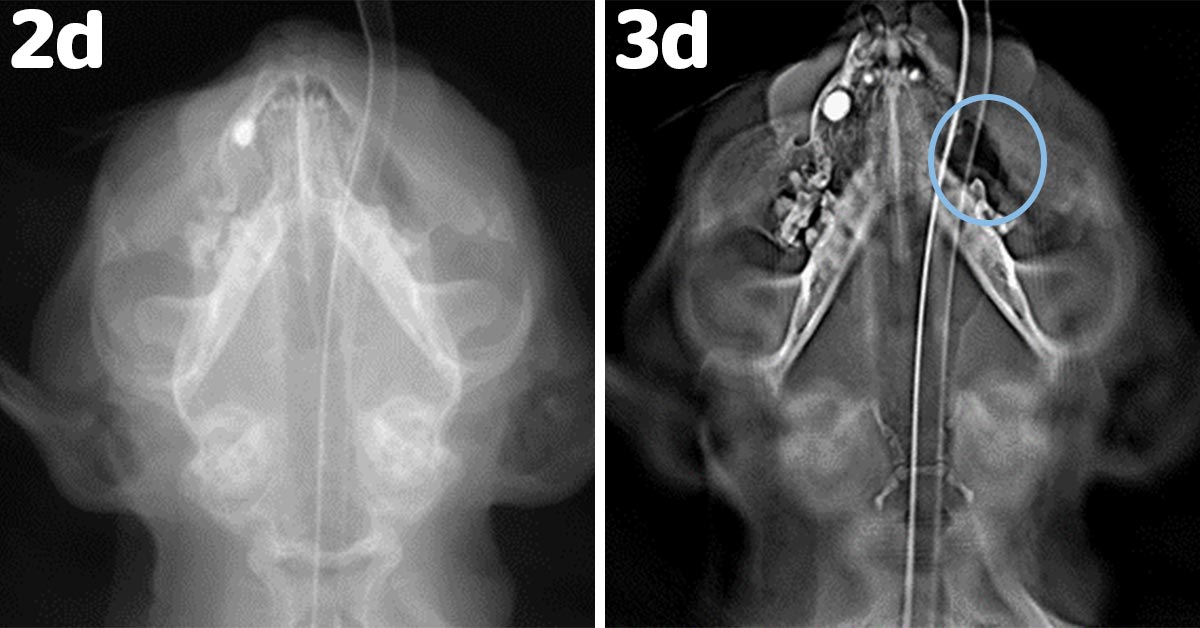 Adaptix Imaging 3D x ray cat