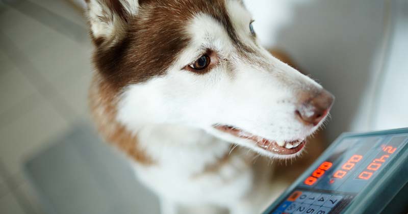 Dog on scales.