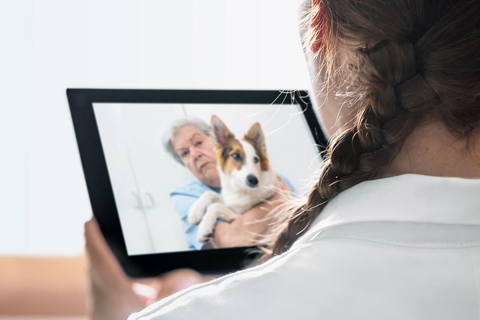 Remote consulting allowed practices to continue operating during the outbreak. Image © M.Dörr & M.Frommherz / Adobe Stock