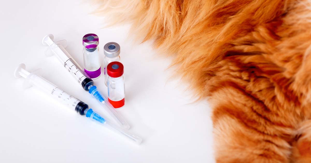 Cat next to syringes.