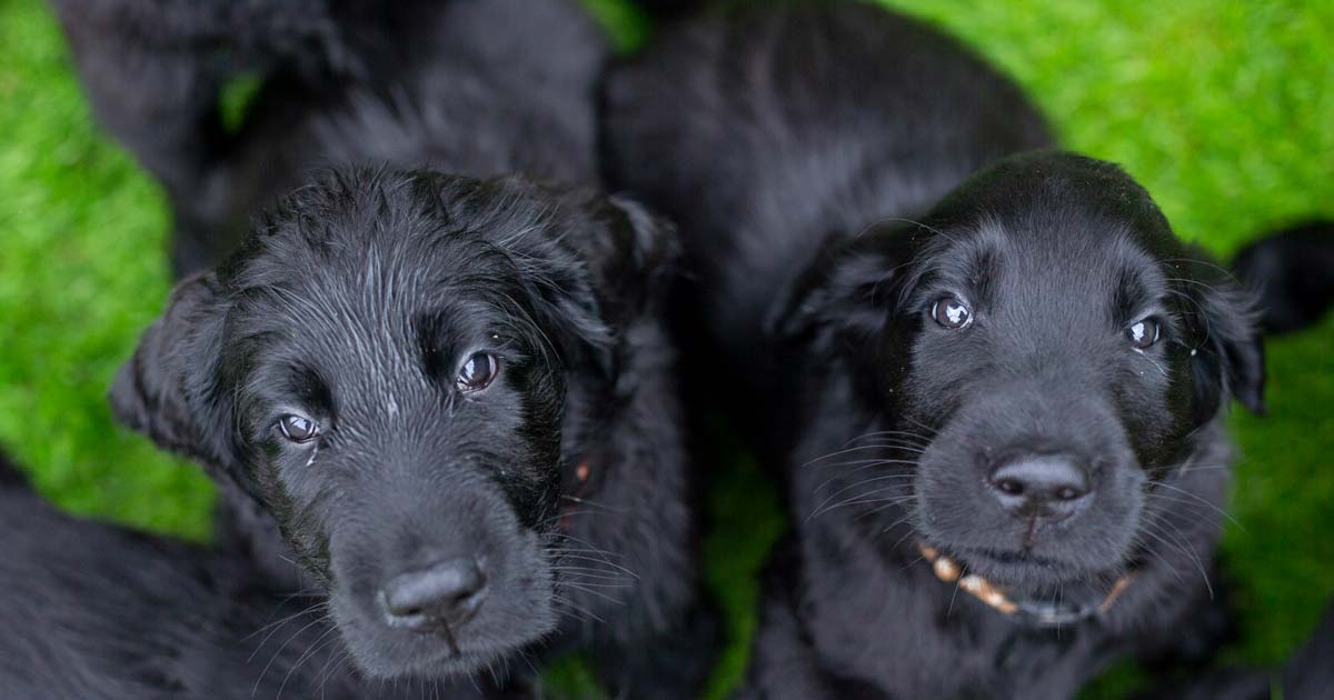 Kennel club buying a puppy shop