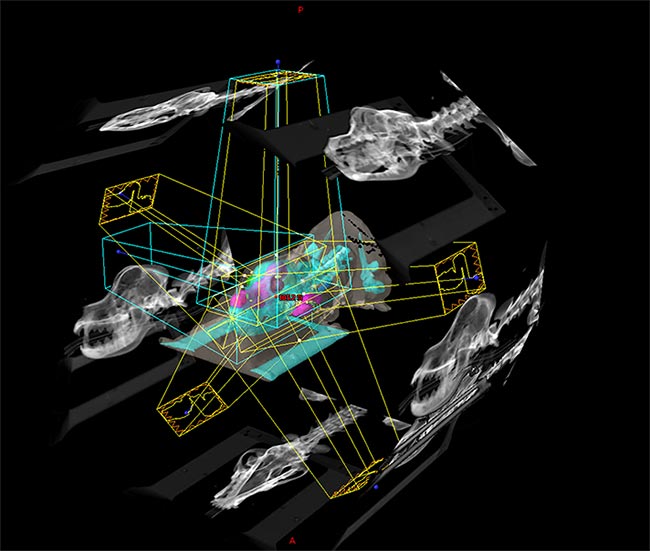 Using an advanced planning system, vet oncologists are able to shape and conform radiation beams to each specific tumour shape. The photo demonstrates a treatment plan involving many beams from different angles to acquire the best dose.