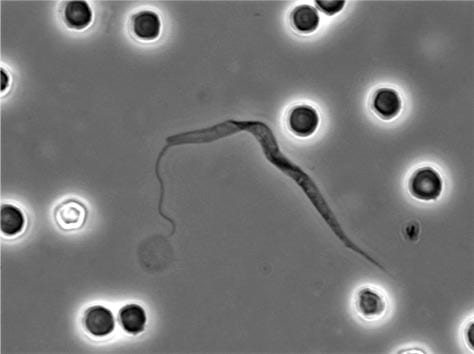 The Trypanosoma melophagium parasite.