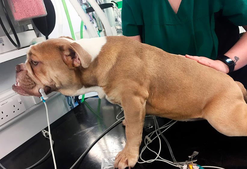 Figure 2. Orthopnoea in a bulldog.