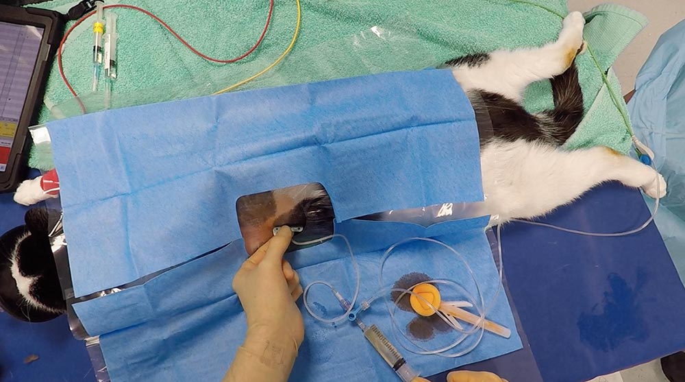 Figure 5. Thoracentesis in a cat with congestive heart failure.