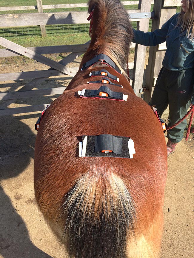 Figure 1. Inertial sensors – including a set of back sensors – placed in specific areas to help obtain objective data regarding lameness and back movement.