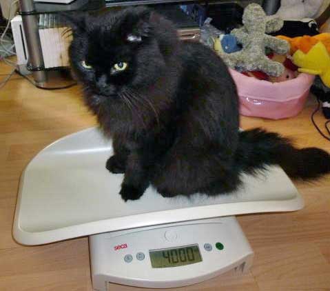 Figure 1. Investing in some scales to facilitate weight checks at home can be very helpful in monitoring older cats. The author recommends a home weight check every three months in cats aged 11 to 14 years and once a month for cats aged 15 years and older.