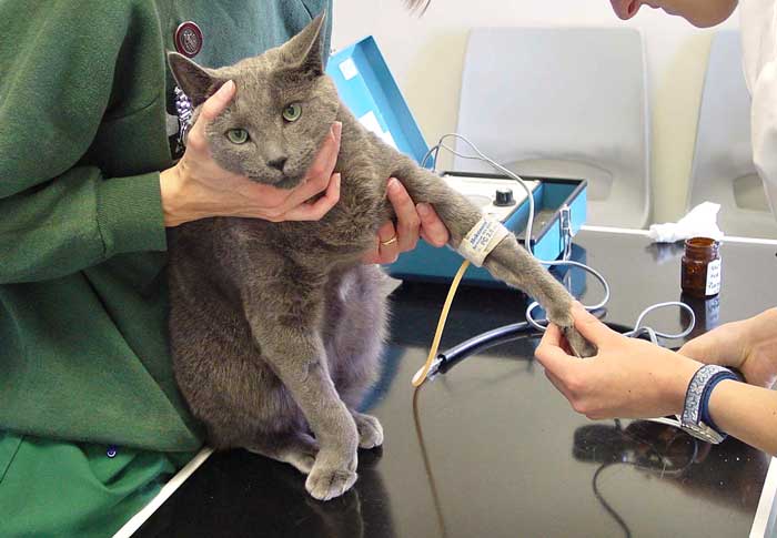 Figure 2. Blood pressure assessment is recommended as a component of “well cat” screening. CKD is the most common cause of systemic hypertension and is estimated to affect up to 60% of patients.
