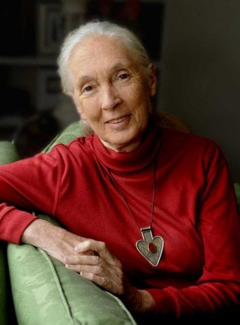 Jane Goodall DBE is keynote speaker for the awards night. Image © Stuart Clark.