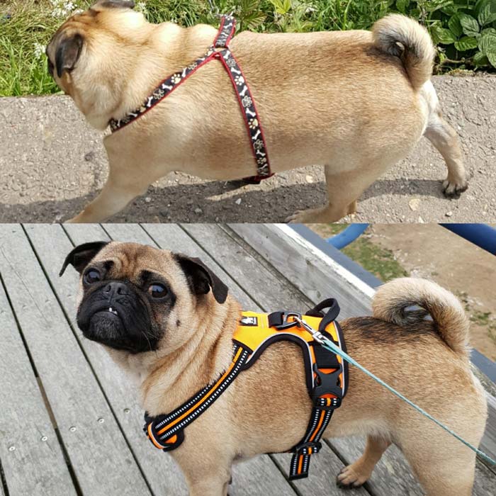 Ollie before and after his weight loss.