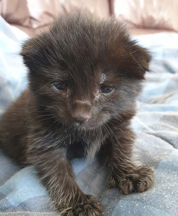 Peanut when he was found.