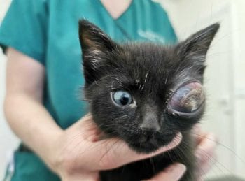 The kitten with its badly deformed eye ahead of the delicate surgery.