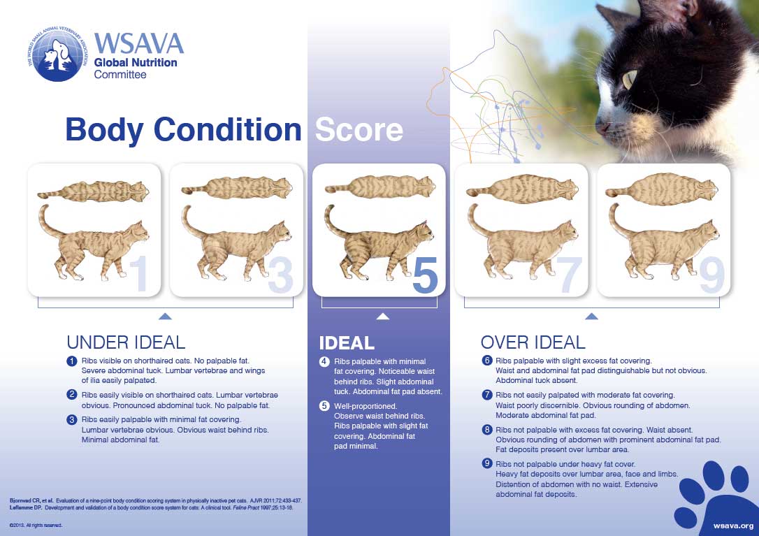 Figure 1. Body condition score chart for cats.