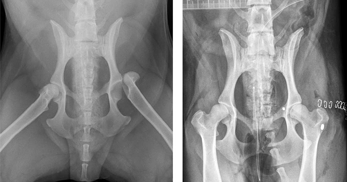 Figure 1. Preoperative and postoperative radiographs of the ventrodorsal hips showing fixation of a left coxofemoral luxation using a “toggle” procedure.