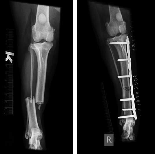 Figure 2. Preoperative and postoperative radiographs of the craniocaudal tibia showing fixation of a right transverse fracture of the tibia and fibula using a plate.