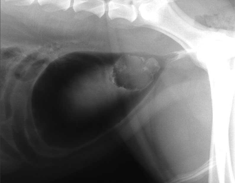 Figure 1. Right lateral view double contrast cystogram of the caudal abdomen of a dog with haematuria and dysuria. Image: Mauro Pivetta