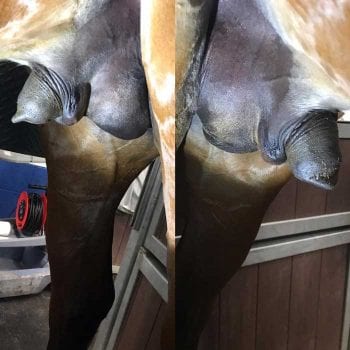 Figure 1. Comparison of normal left (left) and enlarged right sides of the scrotum in the sedated horse.