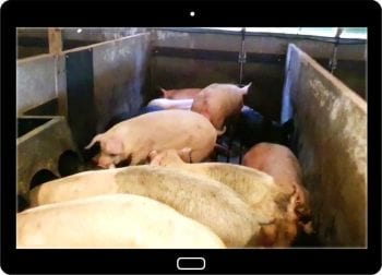 Figure 6. A frame grab from a virtual farm visit report. In this visit, a rectal prolapse (right arrow) provides a coaching opportunity in care and management.