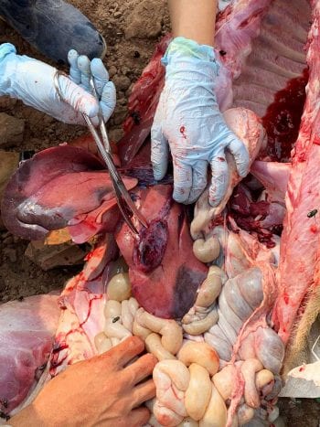 Figure 7. Haemorrhage and oedema of the gall bladder of a pig suffering with African swine fever virus.