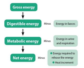 Figure 1. Gross energy to net energy systems.