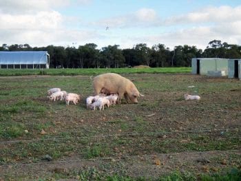 Figure 8. Outdoor pig production is going to be a major challenge.