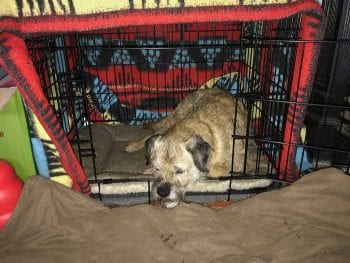 Figure 2. A dog using a safe den area during a sound event. Image: Caroline Warnes