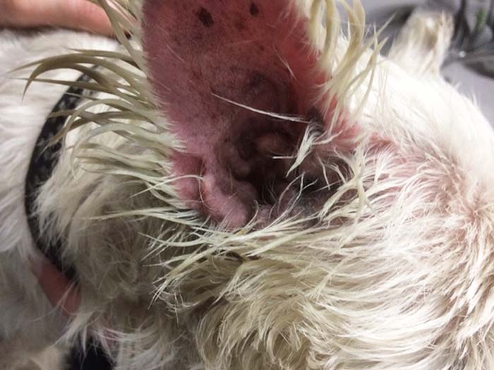 A West Highland white terrier with atopic dermatitis.