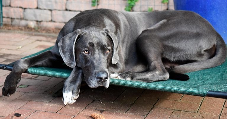 Best time to neuter a large breed dog clearance