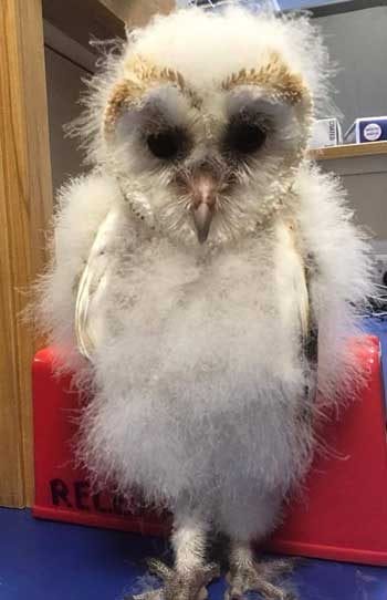 August-the-owlet-1