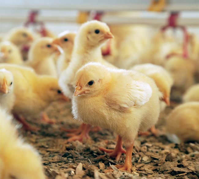 Chicks_MSD-research-bursary