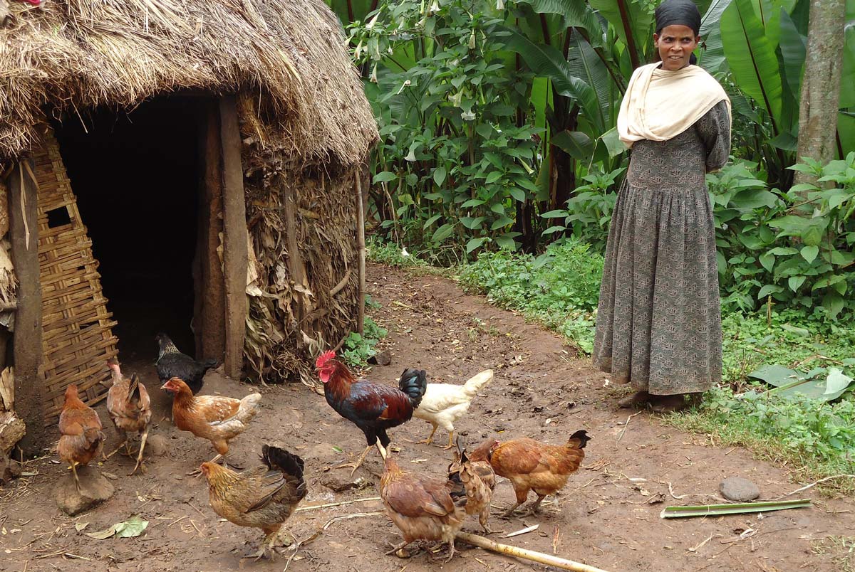 Image © International Livestock Research Institute / Kettema Yilma