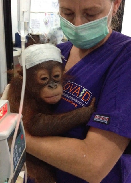 Orangutan Veterinary Aid.