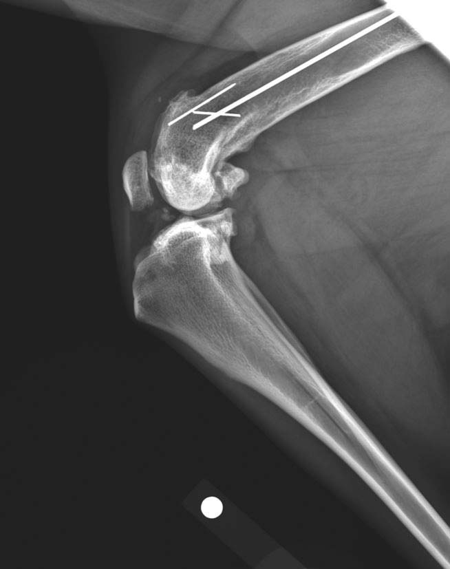 X-rays showing the extent of the problem, which was causing life-changing issues for cross-breed Rocco.