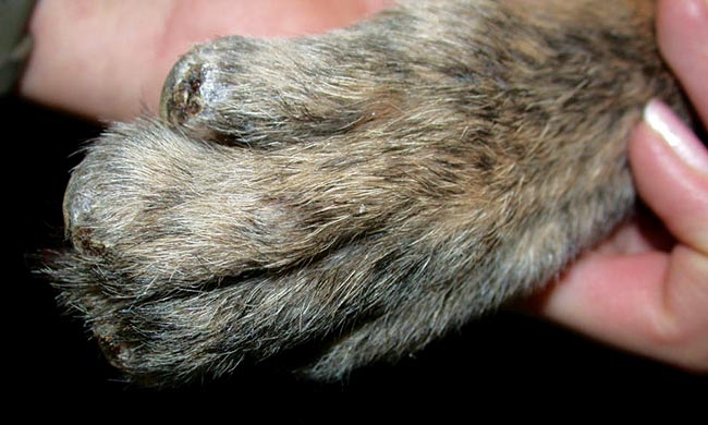Figure 3. A close-up of the paw of a dog suffering from symmetrical lupoid onychodystrophy refractory to medical therapy. The picture was taken post-onychoectomy and the wounds are healing well.