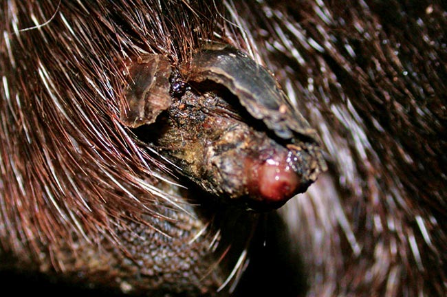 Figure 4. A close-up of Bruce’s claw at presentation, showing onychoschizia and onychomadesis.