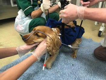 Daisy undergoing physiotherapy shortly after finishing her mechanical ventilation.
