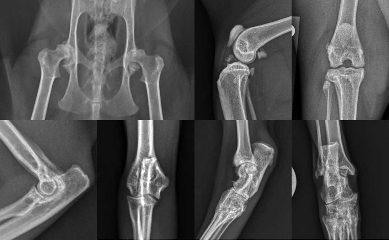 Figure 1. Radiographs of moderate radiographic bilateral hip OA, moderate radiographic stifle OA, mild radiographic elbow OA and moderate-to-severe radiographic tarsal OA in four different cats.