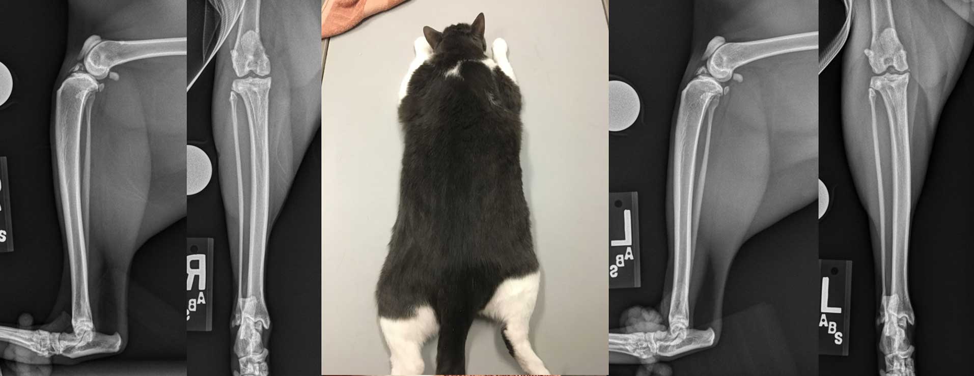 Figure 3. Photograph and bilateral orthogonal stifle radiographs of a six-year-old domestic short hair that was diagnosed with bilateral stifle OA secondary to cranial cruciate ligament rupture. Note the severe obesity of this patient. Management of this formed an important component of the multimodal treatment plan.