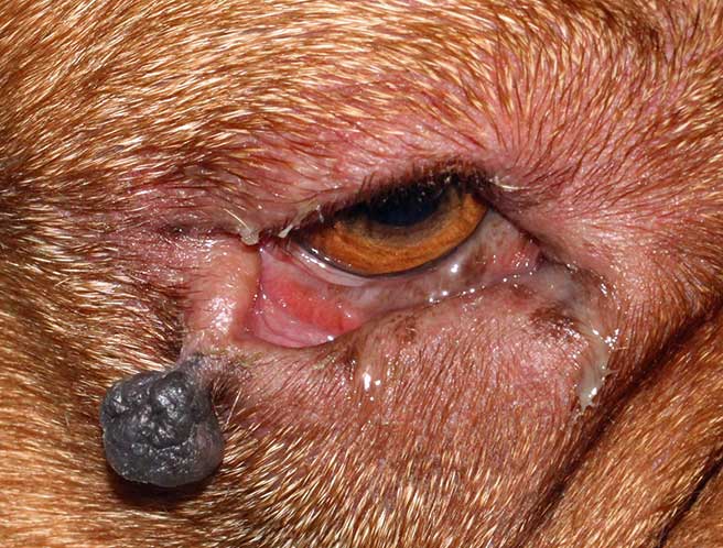 Figure 12. Cutaneous melanoma affecting the right lower eyelid in a five-year old dogue de Bordeaux. Note mucoid discharge due to conjunctival exposure secondary to lateral ectropion caused by the eyelid tumour.