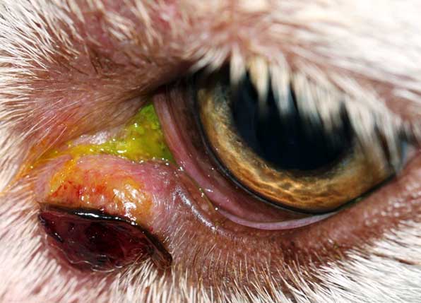 Figure 16. Solitary mast cell tumour affecting the lower left eyelid in a four-year old Siberian husky.