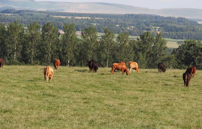 Figure 2. Understanding of the farming system and environment is needed to draw inferences on the relationship between pasture contamination, the availability of infectious helminth stages on pasture and the accumulation of infection in animals.