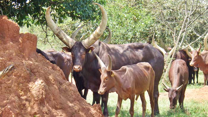 Figure 3. The insidious effects of anthelmintic resistance impact both on individual producers, such as the Ugandan owners of these Ankole cattle, and in the global context of food production and climate change mitigation.