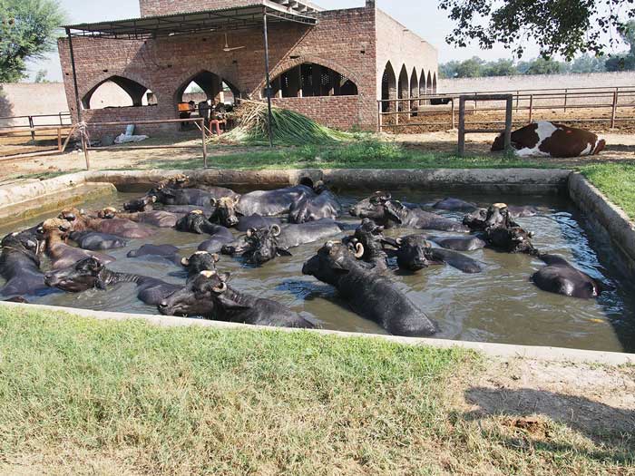 Figure 4. In many Asian lower and middle income countries, water buffalo are as important as cattle in milk production. Research has shown high levels of benzimidazole resistance mutations in both Haemonchus contortus and Haemonchus placei in Pakistani buffalo, indicating a need for development and dissemination of advice on responsible helminth control.